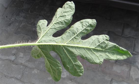  Leaf-Abaxial view